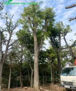 Cây Bồ Kết cao lớn, đường kính gốc hơn 20cm
