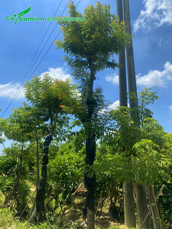 Hàng cây Bồ Kết dâm ủ, thân vẫn đang cuốn lưới đen