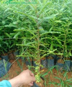 Bồ Kết giống cao 40cm đạt điều kiện xuất vườn