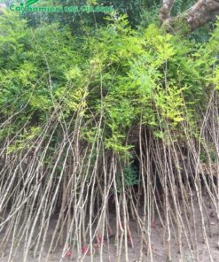 Cây giống Bồ Kết cao gần 2m, đường kính thân gần 1cm