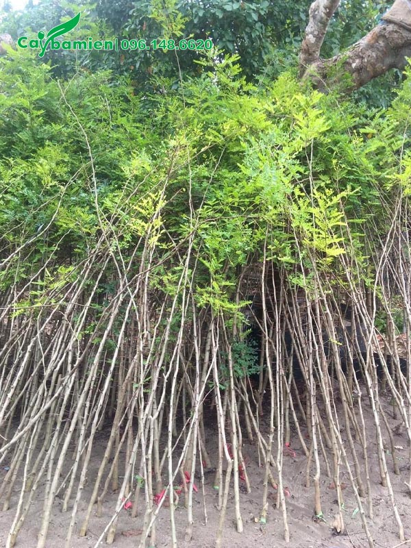 Cây giống Bồ Kết cao gần 2m, đường kính thân gần 1cm