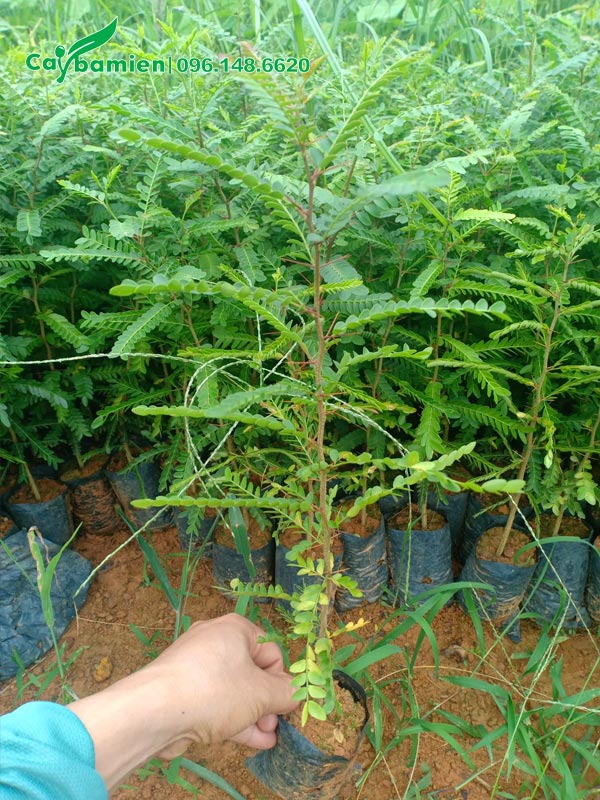 Bồ Kết giống cao 40cm đạt điều kiện xuất vườn