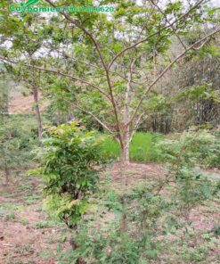 Bồ Kết đang vào mùa thay lá