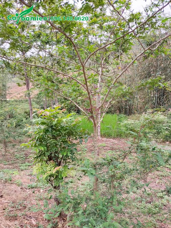 Bồ Kết đang vào mùa thay lá