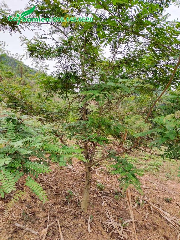 Bồ Kết trưởng thành, đường kính gốc 4 - 5cm