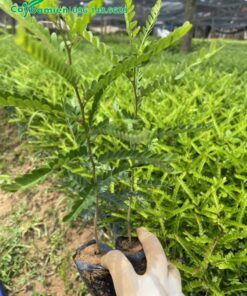 Cây Bồ Kết giống gieo hạt nguyên bầu, chiều cao khoảng 30cm