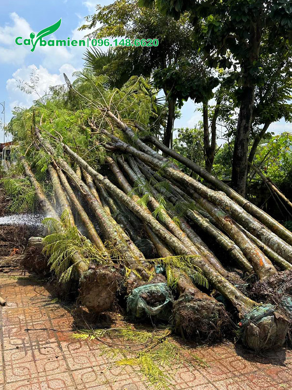 Hàng công trình dâm ủ lâu năm chiều cao 5 - 6m