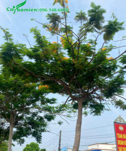 Cây hoa phượng vĩ vàng trồng công trình, đường kính gốc 20cm