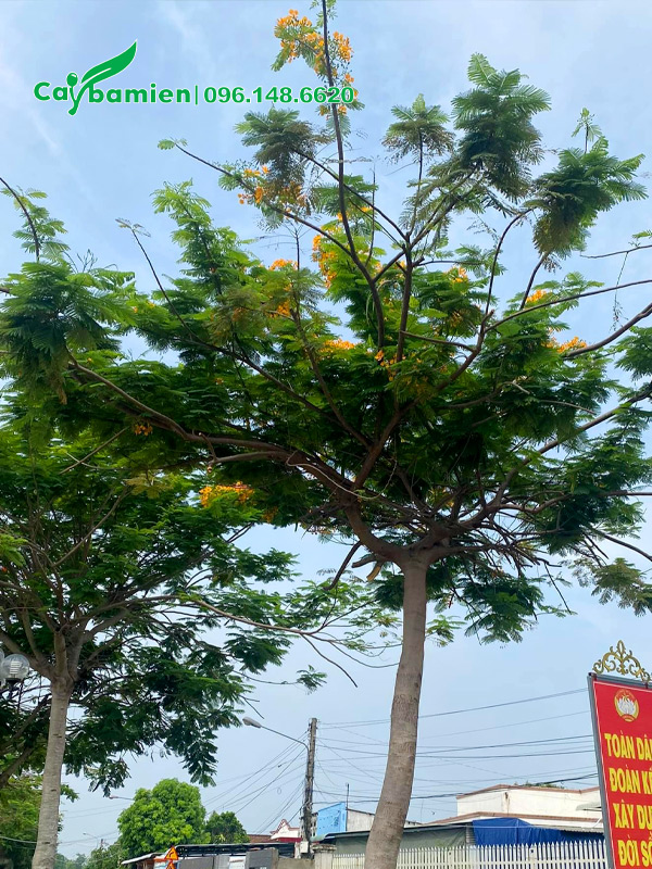 Cây hoa phượng vĩ vàng trồng công trình, đường kính gốc 20cm