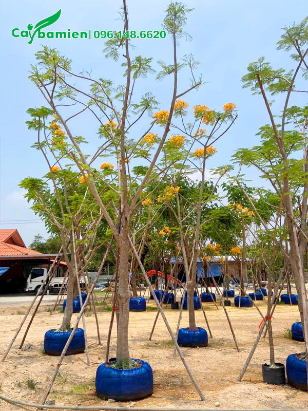 Phượng Vàng dâm ủ hàng tuyển, bầu đất đường kính 50 - 55cm