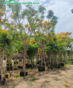 Phượng Vàng công trình đk gốc gần 20cm, đã dâm ủ kỹ