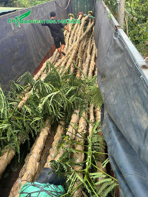 Cây thẳng đẹp, hàng cuốn thân chất lượng cao