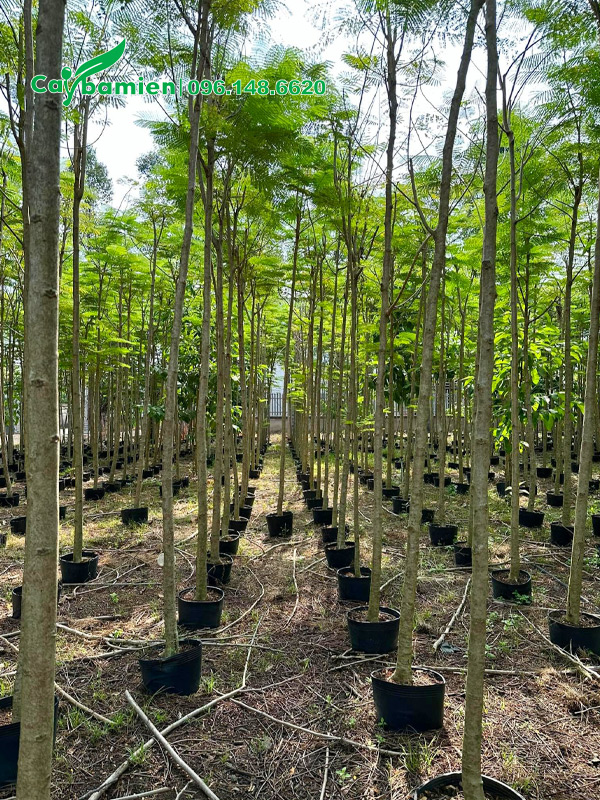 Cây cao hơn 3m, thân thẳng đẹp, trồng trong bầu