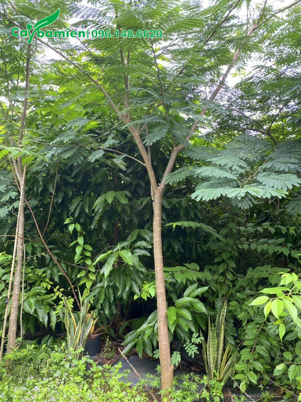 Mua cây phượng vĩ hoa vàng đang vỡ tán