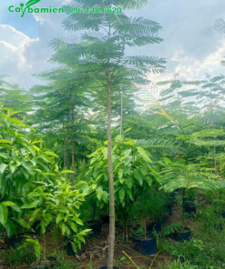 Cây hoa Phượng Vàng cỡ nhỡ, đk thân 2 - 3cm