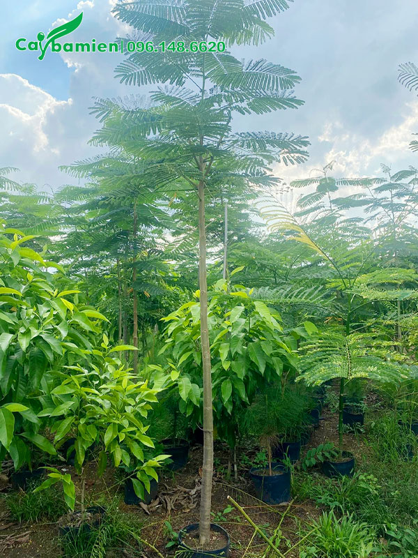 Cây hoa Phượng Vàng cỡ nhỡ, đk thân 2 - 3cm