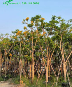 Phượng Vàng giâm ủ vẫn giữ các tai cành chính đang ra tán lá mới và hoa