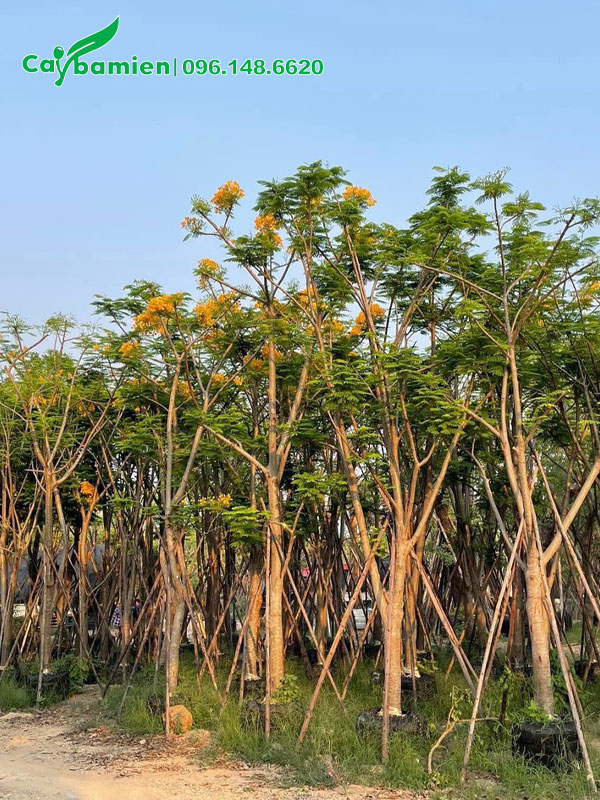 Phượng Vàng giâm ủ vẫn giữ các tai cành chính đang ra tán lá mới và hoa