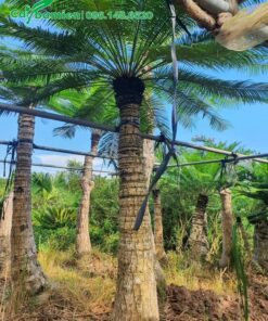 Cây Thiên Tuế lóng thân cao hơn 2m, đường kính thân 25cm