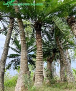 Thiên Tuế thoát thân cao từ 3 - 5m