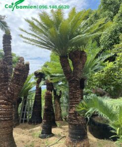 Hàng cổ thụ, thân đường kính 30 - 40cm, lóng thân cao 3 - 4m