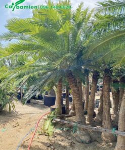 Vườn dưỡng cây cảnh Thiên Tuế trưởng thành, lóng thân cao 1,5 - 2m