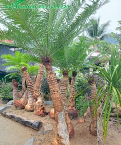 Thân cây Thiên Tuế hơn cong tạo vẻ đẹp nhẹ nhàng, thú vị