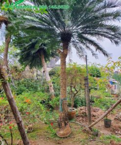 Tán lá tỏa tròn nhìn như chiếc đuôi công xinh đẹp màu xanh lá