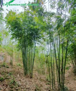 Những bụi cây Vầu công trình cao 4 - 5m