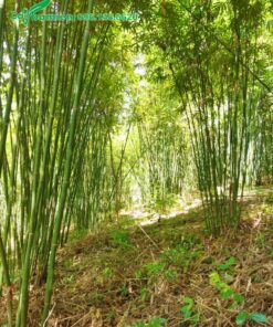 Mua cây Vầu thẳng đạp, cao 6 - 7m