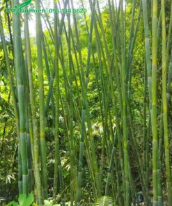 Rừng Vầu mọc tự nhiên