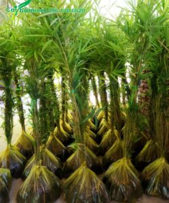 Những bọc cây Vầu giống lớn