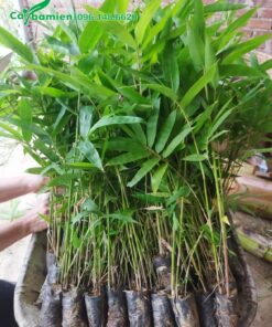 Cây giống Vầu nguyên bầu