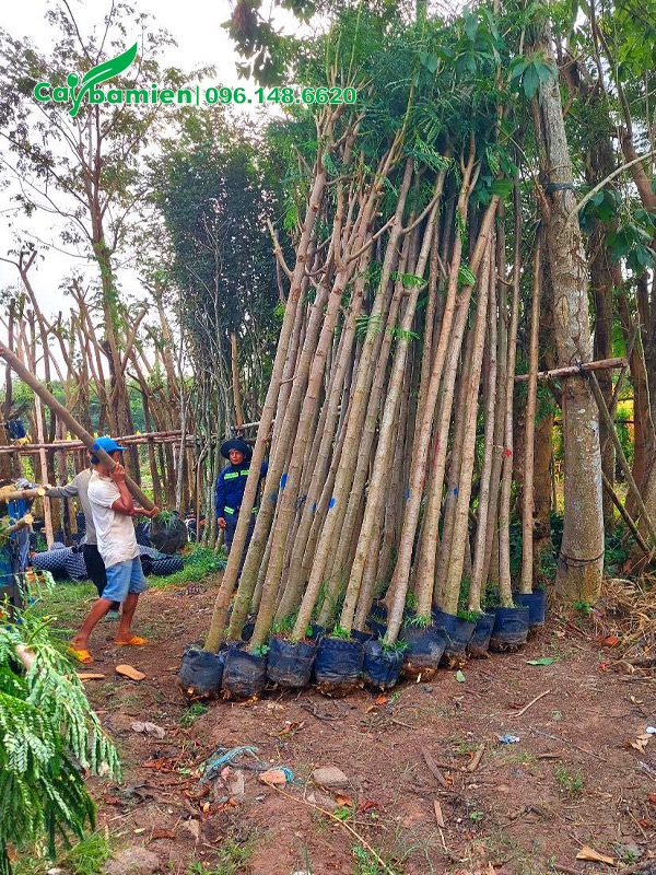 Phượng vàng cao 4 - 5m, đường kính gốc 5 - 8cm