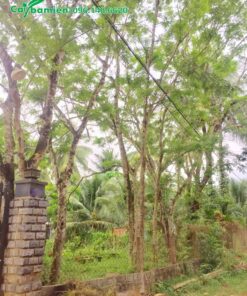 Cây cao 7 - 8m, đường kính thân khoảng 15cm đo cách gốc 1m