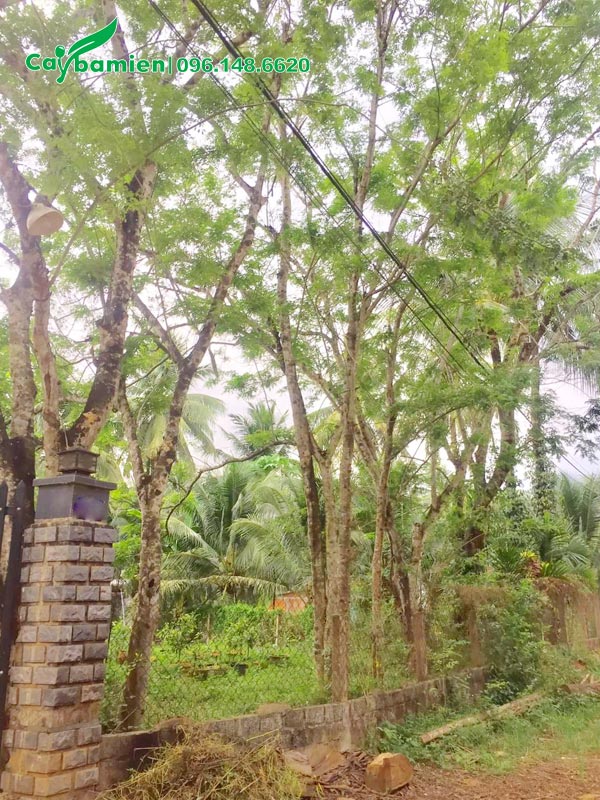 Cây cao 7 - 8m, đường kính thân khoảng 15cm đo cách gốc 1m