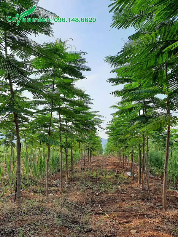 Cây Phượng Vàng tuyển chọn trồng thành hàng dài trong vườn