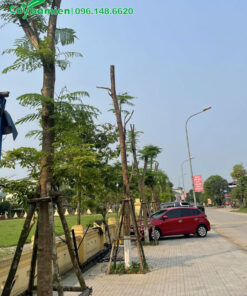Hàng cây Phượng Vàng mới trồng được chống cộc cẩn thận
