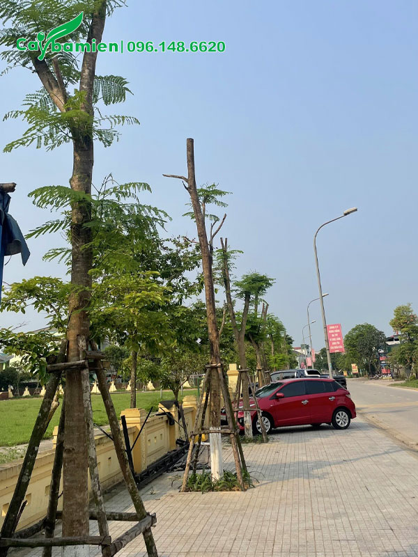 Hàng cây Phượng Vàng mới trồng được chống cộc cẩn thận