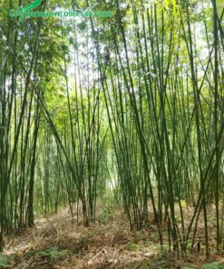 Tham quan rừng Vầu 3 năm tuổi, đường kính thân 3cm