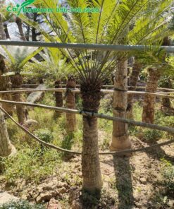 Buộc giàn đỡ theo hàng cho vườn Thiên Tuế trưởng thành