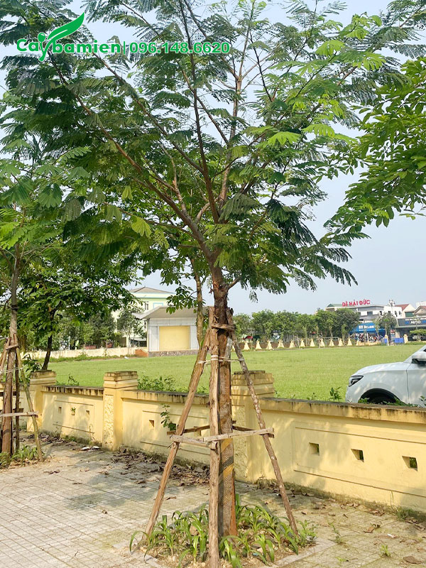 Phượng Vàng trồng vỉa hè đường phố