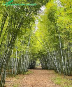 Rừng vầu trồng theo khóm, cây cao vút gần 10m