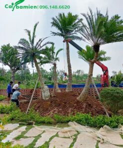 Công nhân vừa trồng xong cây Thiên Tuế cho tiểu cảnh khu sinh thái