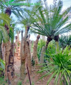 Vườn Thiên Tuế 1 thân, chiều cao khoảng 2m