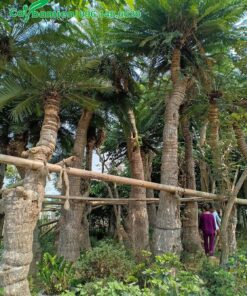 Những hàng Thiên Tuế gốc khủng, chiều cao 5 - 7m