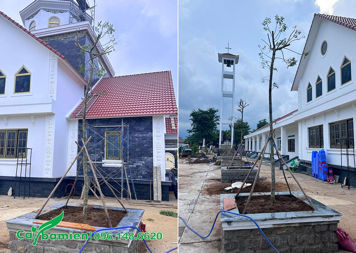 Toàn cảnh dự án trồng cây cho giáo xứ Chân Lộc tại Lâm Đồng