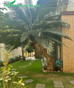 Trang trí sân vườn biệt thự bằng cây Thiên Tuế lâu năm