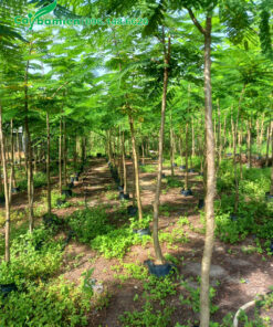 Vườn dưỡng ủ phượng vàng chiều cao 3 - 4m