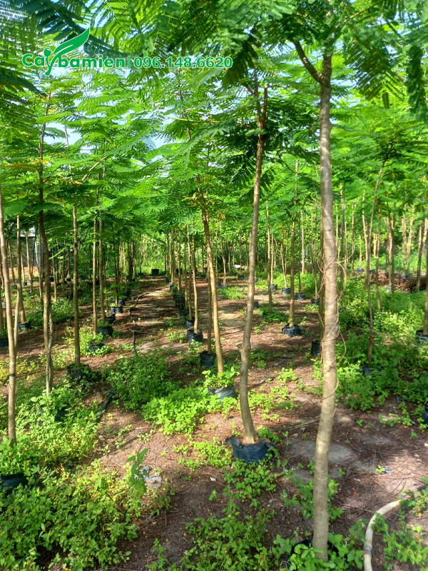 Vườn dưỡng ủ phượng vàng chiều cao 3 - 4m